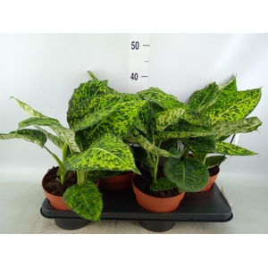 Dieffenbachia  'Reflector'