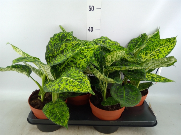 <h4>Dieffenbachia  'Reflector'</h4>