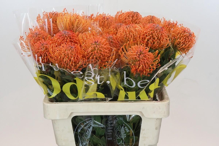 <h4>Nutans Ayoba Mandarin Zest</h4>