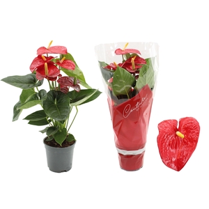 Anthurium 17 cm Turenza in Couture sleeve
