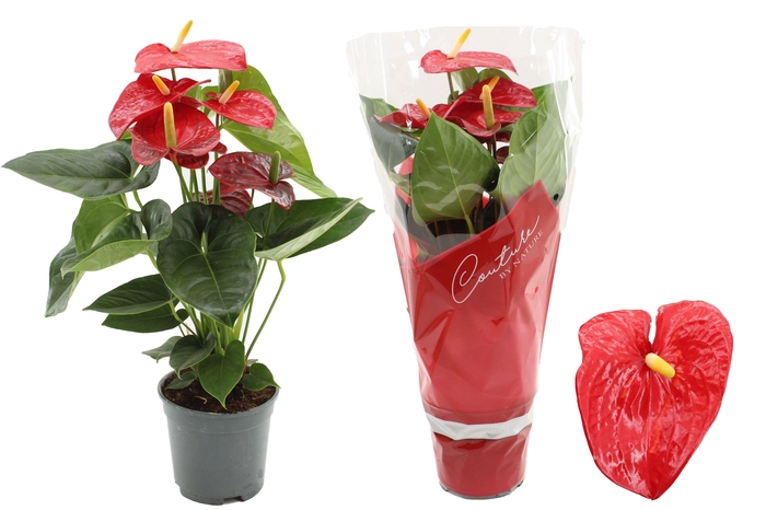 <h4>Anthurium 17 cm Turenza in Couture sleeve</h4>