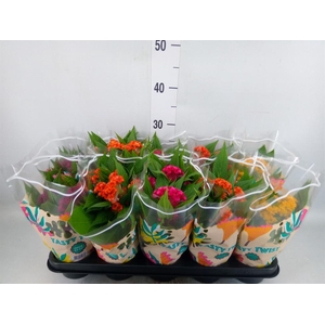 Celosia arg. CR 'Twisted'   ...mix