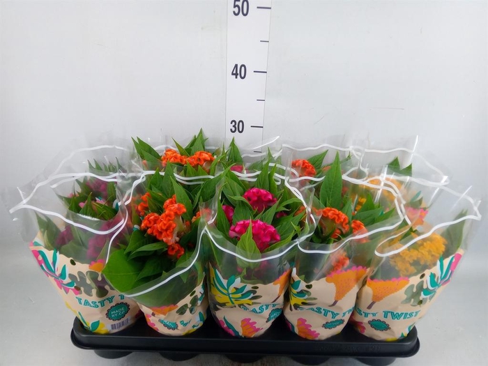 <h4>Celosia arg. CR 'Twisted'   ...mix</h4>