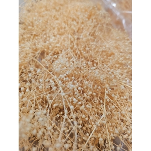 GESTABILISEERD GYPS MILLION STAR LICHTORANJE