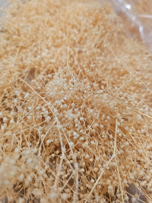 <h4>GESTABILISEERD GYPS MILLION STAR LICHTORANJE</h4>