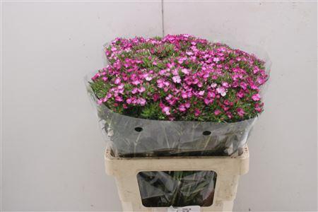 <h4>Di Barb Am Rose</h4>