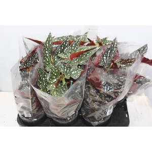 BEGONIA MACULATA SPOTLIGHT P15 VARIADO