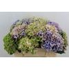 Hydrangea Mix Kleuren