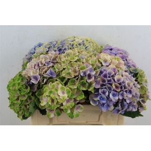 Hydr. M Clover Green
