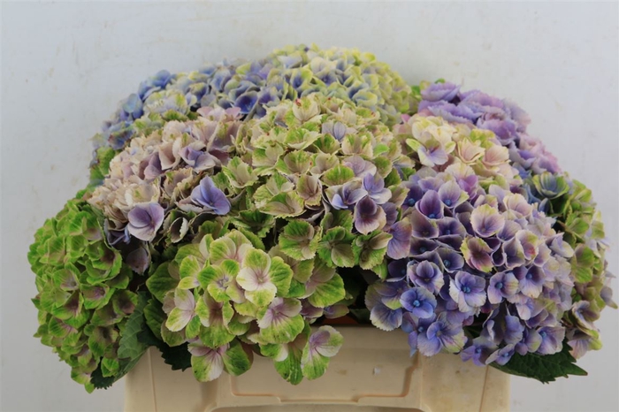 <h4>Hydrangea Mix Kleuren</h4>