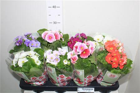 <h4>Prim Ob Tm Gem</h4>