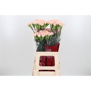 Di St Novia Peach