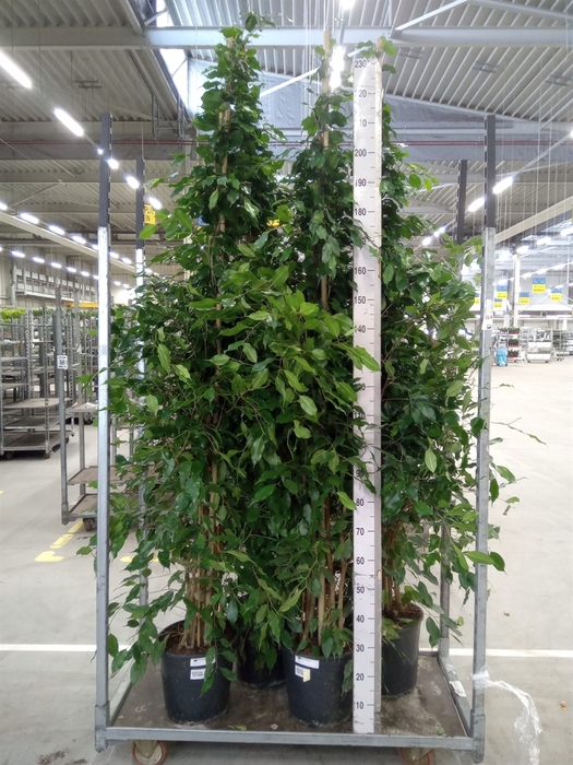 <h4>Ficus benja. 'Exotica'</h4>