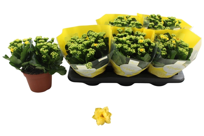 <h4>KAL GE AMARILLO YELL</h4>