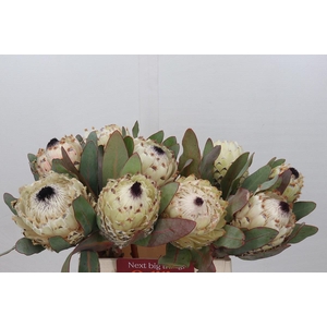 Protea Barbigera Ice Queen Air