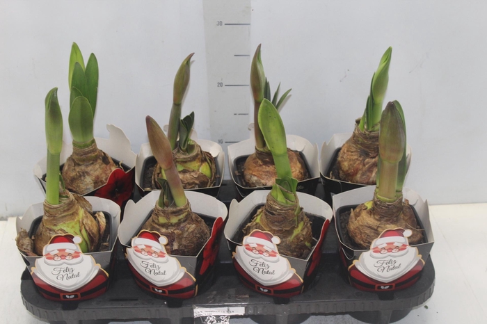 <h4>AMARYLLIS P14</h4>