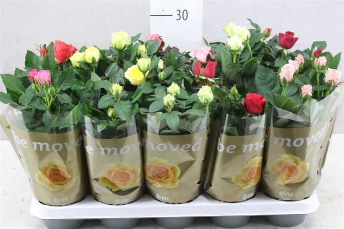 <h4>Rosa Beau Monde Gemengd</h4>