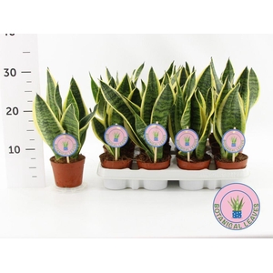 .Sansevieria trifasciata futura superba