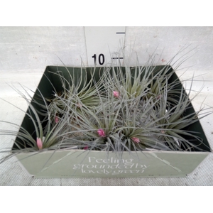 Tillandsia