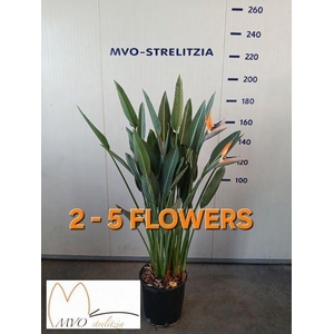 Strelitzia reg.