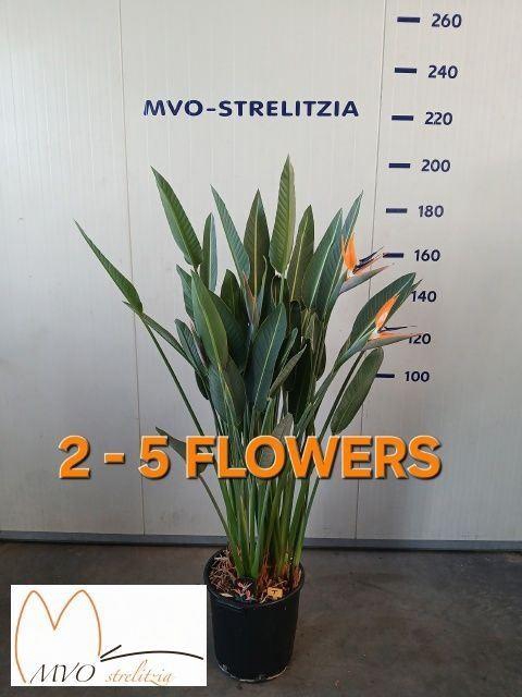 <h4>Strelitzia reg.</h4>