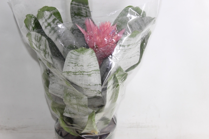 <h4>AECHMEA FASCIATA P17</h4>