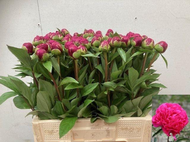 <h4>PAEO L KARL ROSENF</h4>