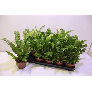 arr8 Asple Ni Campio