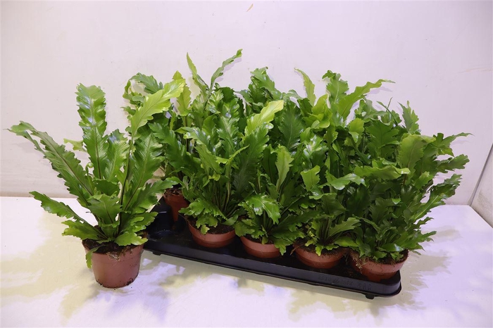 <h4>arr8 Asple Ni Campio</h4>