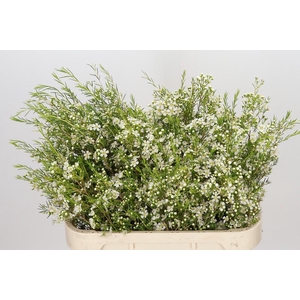Chamelaucium Ofir