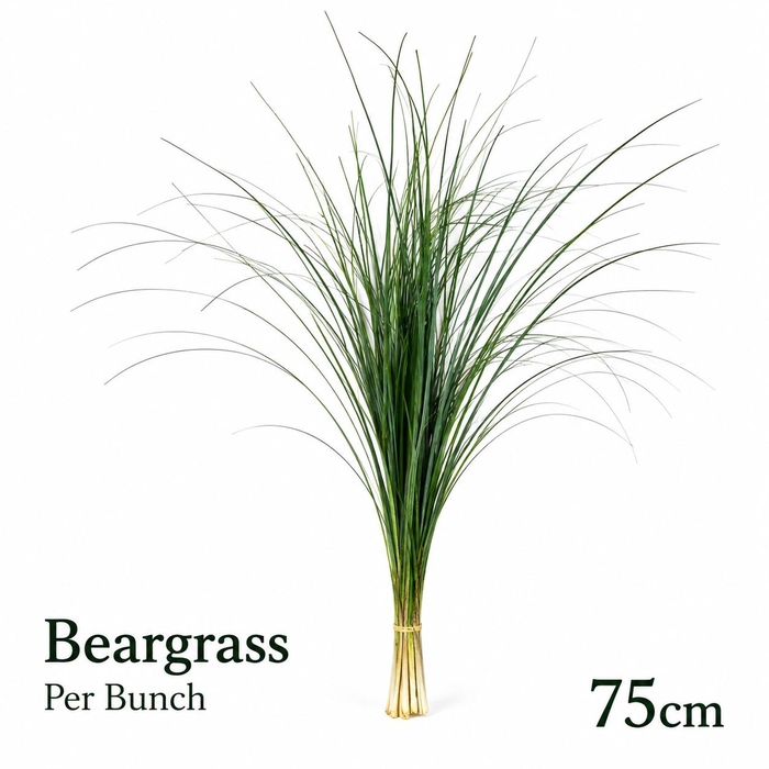 <h4>XEROPHYL BEARGRAS BS</h4>