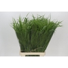 Panicum Fountain