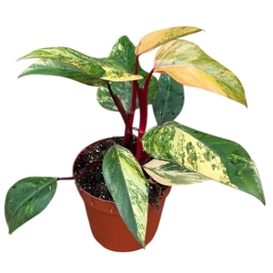 Philodendron strawberry shake
