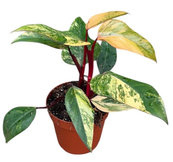 <h4>Philodendron strawberry shake</h4>