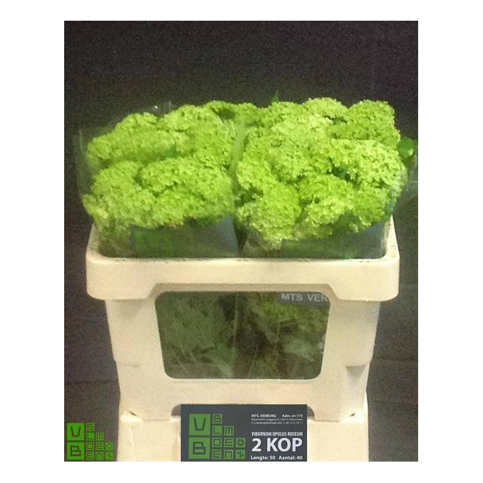 <h4>Viburnum Roseum St</h4>