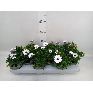 Osteospermum  'Margarita White'