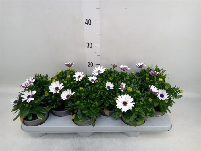 <h4>Osteospermum 'Margarita White'</h4>