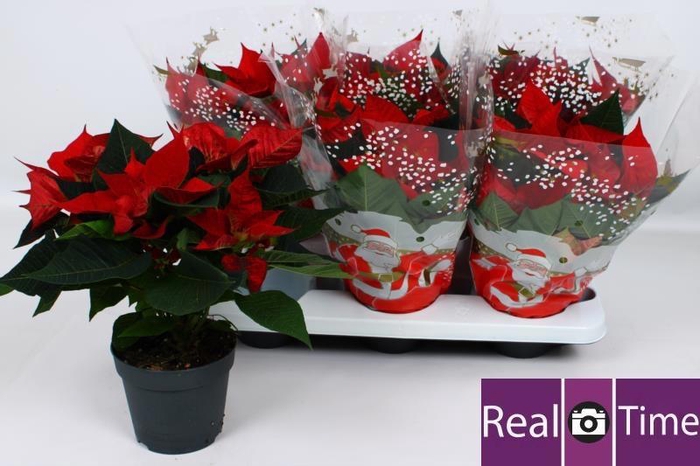 <h4>EUPHOR P CHR EVE</h4>