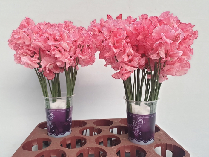 <h4>Lathyrus rood Magic</h4>