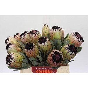 Protea Niobe