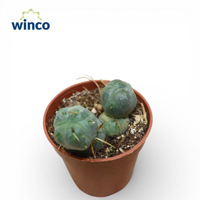 <h4>Puna incahuasi</h4>