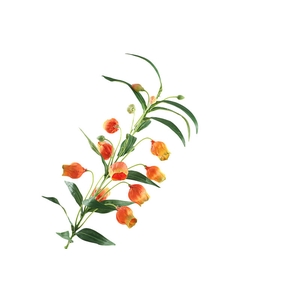 Sandersonia Orange