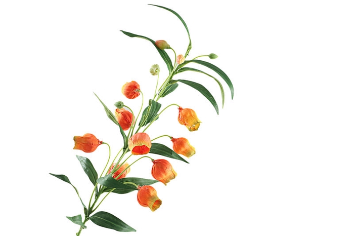 <h4>Sandersonia Orange</h4>