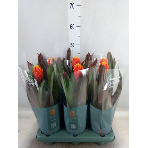 Guzmania  'Tala'