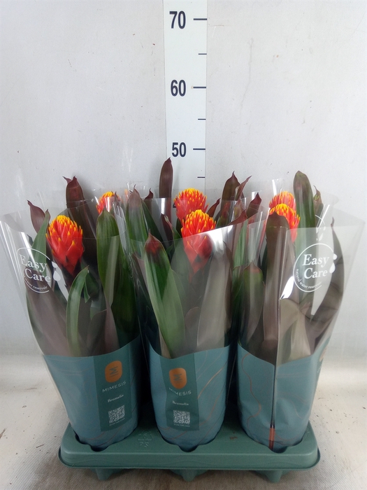 <h4>Guzmania  'Tala'</h4>