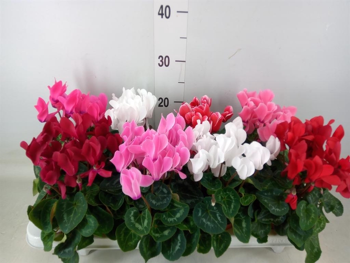 <h4>Cyclamen MD 'Allure'</h4>