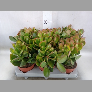 Crassula ovata 'Sunset'
