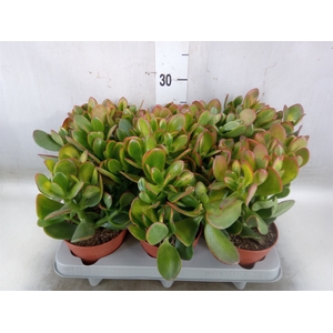 Crassula ovata 'Sunset'