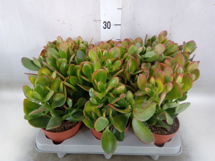 <h4>Crassula ovata 'Sunset'</h4>