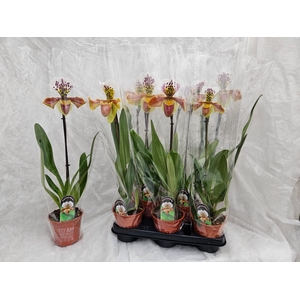 PAPH AMERIKA HYB GEM